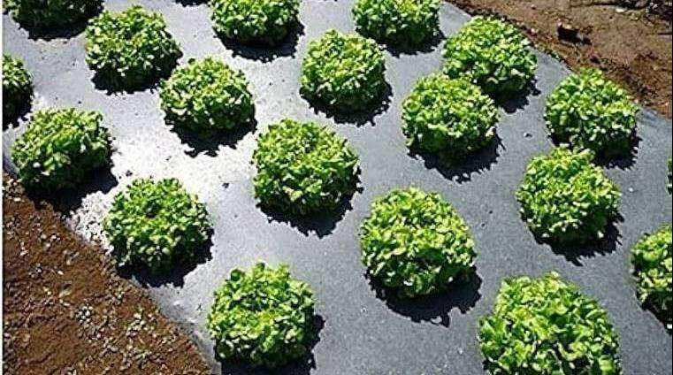 Biodegradable & Eco-Friendly Inputs - DSers